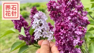 法国紫丁香 - 又香又美、又爱又“恨” - french lilac - 说说我对处理串根的建议