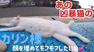 あの凶暴猫のカリン様‼️待合室を出された直後は情緒不安定💕頑張れ Ferocious cat