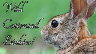 BudgetBunny: Wild Rabbit Binkies \u0026 Plays!