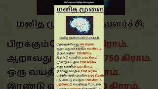 மனித மூளை பற்றிய தகவல்கள் | மனித மூளையின் எடை | #மனிதன் | #மூளை | #brain | Tnpsc | Tnpsc exam | jt