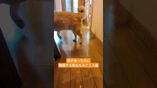 普通に無視する柴犬【柴女もみじ１４歳】#日本犬#柴犬#ツンデレ#japan