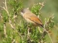 spectacled warbler curruca tomillera sylvia conspicillata