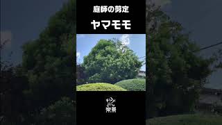 ３時間の作業を１分で見る　ヤマモモ　 #庭師 #庭作業 #剪定 #ショート #gardening