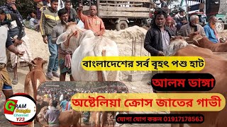 অষ্টেলিয়া ক্রোস জাতের গাভী সহ সব ধরনের গাভীআমদানীআমদানী বিখ্যাত পশুআলম ডাঙ্গা Alamdang Chuadanga