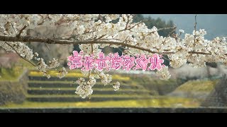 奈良県・宇陀市桜めぐり - 又兵衛桜 4K