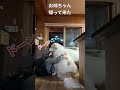 お姉ちゃん大好き❤ shorts funnydogs greatpyrenees グレートピレニーズ dogs pets 超大型犬