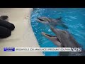 brookfield zoo chicago announces dolphin pregnancy