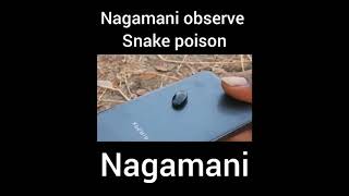 Nagamani observe snake poison