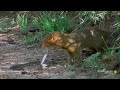 A Mongoose and Black Mamba Fight to the Death