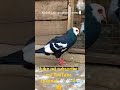 Kabuter bazzi 🕊🕊🕊🕊🕊🕊🕊#pigeon #bird #pigeonpigeon #ilovemykabutar #birdspecies