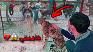 ردة فعل جاك لما دخلت عند الفهد ( شيخه ) 🐆😱