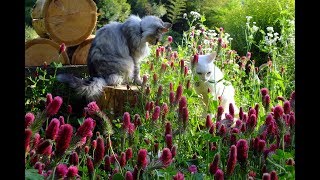 真っ赤な舌を出して眠るペルシャまがい猫 ショウコの夢 ～ ストロベリーキャンドルの花園 と老猫シロ 20185 28