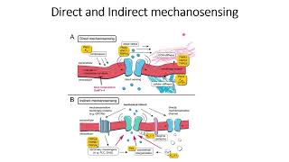 Indirect and Direct Mechanosensing #Code: 592