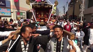 30年  茅ケ崎市「祝」大岡越前祭  神輿五基立派な渡御です。