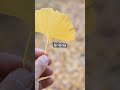 ginkgo biloba nature s timeless survivor ginkgobiloba fossil ancient trees science facts