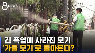 폭염에 사라진 모기…'가을 모기'로 돌아올 듯 / SBS