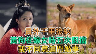 員外千里接納，黃狗在嫁女時五次阻擋：我不同意這門婚事 ｜民間故事｜頭條故事匯