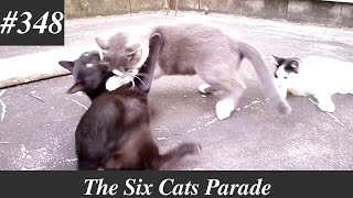 Tuxedo mama cat playing fight with her black cat son