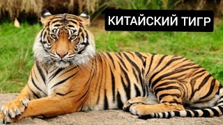 КИТАЙСКИЙ ТИГР ИНТЕРЕСНЫЕ ФАКТЫ