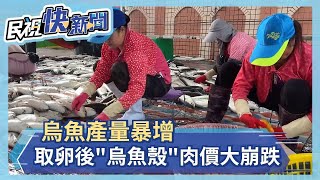 烏魚產量暴增 取卵後\