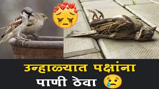 उन्हाळ्यात पक्षांना पाणी ठेवत जा Keep watering the birds in the summer