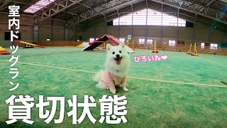 貸切状態の室内ドッグランが広すぎた！【アジリティー】【エンゼルフォレスト那須白河】 / Dog Agility Training in Indoor Dog Park