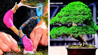 BİR BİTKİYİ SAĞLIKLI BİR BONZAİYE DÖNÜŞTÜRMENİN YOLU!🌳 | HARİKA BİTKİ YETİŞTİRME TÜYOLARI