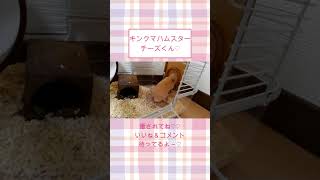 【懐きすぎハムスター】頭が入ら～ん！もがくチーズくん　ハムスター可愛い癒し #shorts