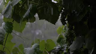 Rain downpour in leaves