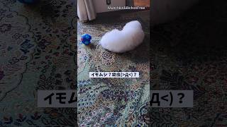 【ビションフリーゼ】うにうに動くイモムシみたいなわんこ 【犬と猫、両方飼ってると毎日かわいい♥】