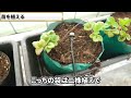 【夏秋いちご】二年生株の密植栽培とポット苗の遅植え【サマーリリカル】