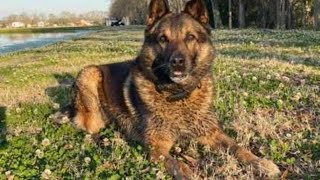 Retired St. Landry Parish drug dog 'Dino' passes away