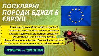 Породи бджіл, які популярні в Європі! Які вони? Скільки їх? Коротка характеристика!