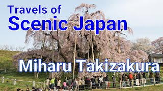 285 Miharu Takizakura in Fukushima Prefecture / Travels of Scenic Japan / Tabiator