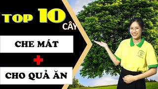 TOP 10 Cây Công Trình vừa CHE MÁT vừa Cho QUẢ NGON - Tạo Sân Vườn Đẹp |Cây Xanh Ngọc Trang|