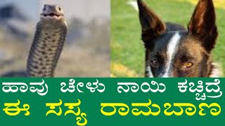 ಹಾವು ಚೇಳು ನಾಯಿ ಕಚ್ಚಿದರೆ ಈ ಸಸ್ಯ ರಾಮಬಾಣ | This plant is a home remedy if the snake scorpion bites