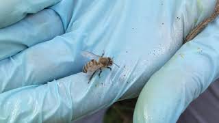 Varroa Mites on a Young Bee