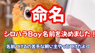 新入りシロハラBoyの名前決まりました！