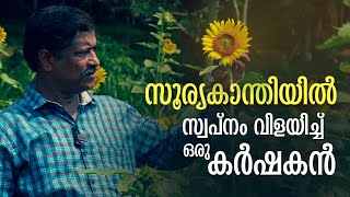 മഴയത്തും തളര്‍ന്നില്ല, ഒരുകിലോ വിത്തില്‍ നിന്ന് വിടര്‍ന്നത് പ്രതാപന്റെ സൂര്യകാന്തിപ്പാടം