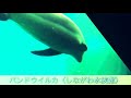 息子制作　生き物動画「しながわ水族館のバンドウイルカ」