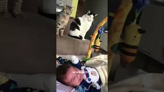 Funny Moments #funnycat #catlover #funny #cat #cats #pets #funnypets