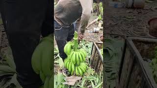 Panetha Gujarat India 🇮🇳 Banana 🍌 cutting ✂️ and packing part 458