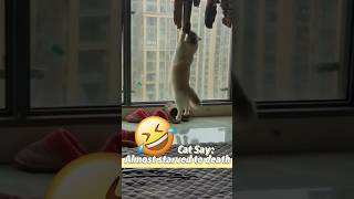 Cat Say:Almost Starved To Dead😂 #funny #funnyvideo #laugh #cat #funnyshorts #funnyvideos #cats