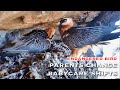 #25🦅Bearded Vulture Nest／Nestflix Live Stream⚠️Endangered bird species, the Southern Bearded Vulture