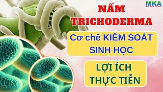 Nấm trichoderma - Hiểu về đặc tính kiểm soát sinh học diệt trừ nấm bệnh, Lợi ích mang đến cho cây