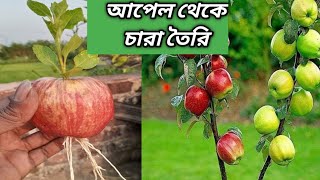 How to make seedlings from apples, আপেল থেকে চারা  তৈরির পদ্ধতি