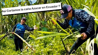 Hoy cosechamos la Caña blanca | chupamos para la sed en nuestra Amazonía