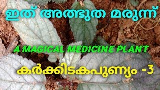 ഈ ഔഷധ സസ്യം തീർച്ചയായും ഓരോ വീട്ടിലും വളർത്തണം. ഇത് അത്ഭുത മരുന്ന് Majic medicine Plant