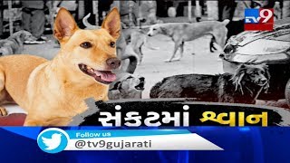 Over 20 dogs died from mysterious diseases within 5 days in Dholka, Ahmedabad