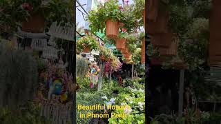 beautiful flowers in Phnom Penh Cambodia ផ្កាស្អាតៗនៅសួនជិតវត្តទឹកថ្លាជិតស្អានដីហ៊ុយ